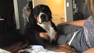 Greater Swiss Mountain Dog Cries when you stop petting him