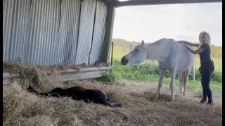 Séance bien-être cheval, massage équin