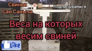 Веса на которых весим свиней