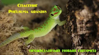 Спасение Phelsuma grandis из плохих условий