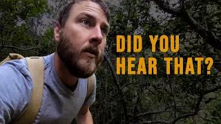 Scary sound in the forests of South Africa