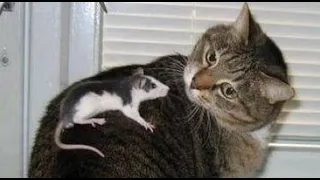 🐈 Мыши озверели! 🐕 Смешное видео с кошками, котятами и собаками! 🐱