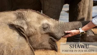 RIP Shawu, an Orphaned Elephant who touched hearts around the world.