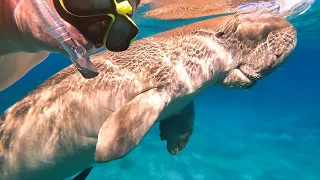 Snorkeling with turtles, dolphins, rays and dugongs in Marsa Alam - Red Sea - Egypt