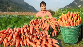 Harvesting Many Carrots Goes to countryside market sell - Rural farm | Phương Free Bushcraft