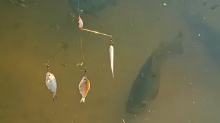 Monster Bass Leap For Three Shad at Once!