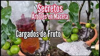 Secretos para tener árboles Frutales en maceta Cargados de Fruto y Flor - Aquí te los explico