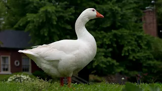 "The River's Guiding Light" - A song about Gary the Goose, a Fredericksburg Virginia icon.