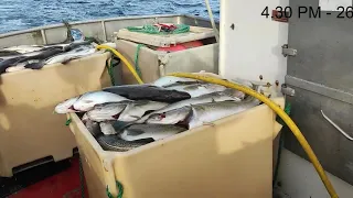 Massive Catch! Making $6000 After a Few Hours of Jigging For Cod (Skrei) in Norway!