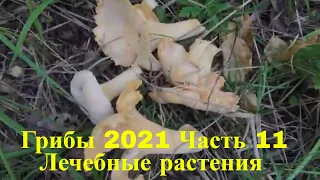 Грибы 2021 лисички 19 августа  часть 11 Поход в лес Лечебные травы Аконит Сибирский борщевик Сибирь
