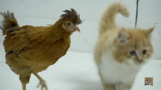 Chicken: Hey kitten, what is this on your body?🐱😂😂🐥