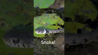 Snake at pond #shortvideo