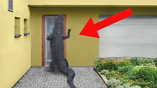 10 Craziest Animal Invasions Caught On Camera