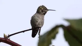 The song of the Anna`s Hummingbird