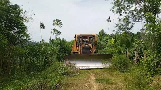 Excellent job CATERPILLAR BULLDOZER D6R XL clearing forest bush on a long-abandoned road