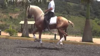 Malboa, Cavalo Lusitano Palomino, Hipica Rancho Novo