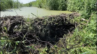 Beaver Dam Removal || Can I Walk On It?