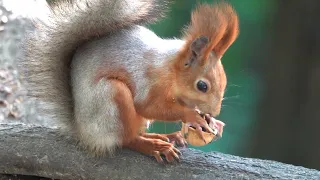 Белка и орешек / Squirrel and nut