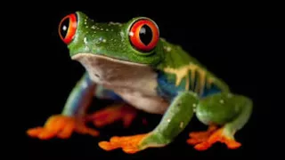 Why are frogs so happy?