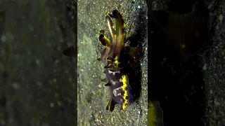 Flamboyant Cuttlefish Laying Eggs In Coconut Shell