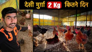 Desi Chicken 2 kg weight in my poultry farm