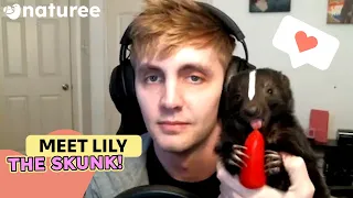 The Cutest Pet Animal You Could Get: Lily The Skunk