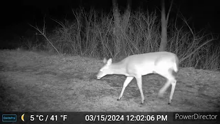 Game Camera 2 - 3/19/24