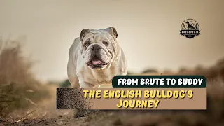 From Brute to Buddy: The Remarkable Tale of the English Bulldog