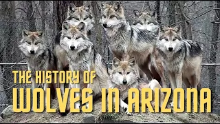 The History of Wolves in Arizona - Ian Weber