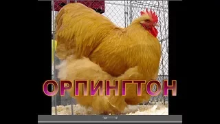 Порода ОРПИНГТОН - описание породы. КУПИТЬ ЦЫПЛЯТ ОРПИНГТОН