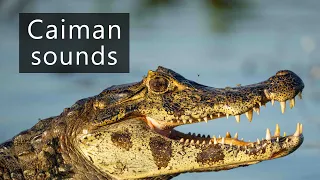 The sounds of caimans - Nature's sub bass