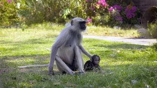 A Langur Female Steals a Baby to Practice Being a Mom