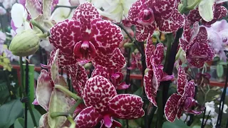 Обзор орхидей в теплице г.Долгопрудный. Это рай!😀
