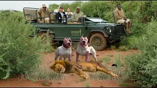 Lion VS Pitbull - Pitbull VS Lion In a Real Fight Video-KERBEROS