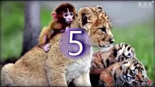 ТОП 5 лучших зоопарков мира!