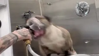 BULLDOG HATES WATER!!! - How to bathe a dog that doesn't like water!