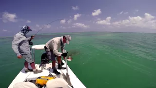 Giant Trevally attacked by Barracuda