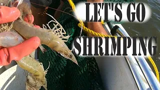 Small boat SHRIMP TRAWLING... LOOK at our catch