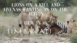 4k Lions on a zebra kill and hyenas trying to get in on the action