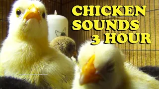 Chicken Chicks Sounds 3 Hour 40 Minute