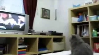 Подборка прикольных животных Часть 1. Funny animals