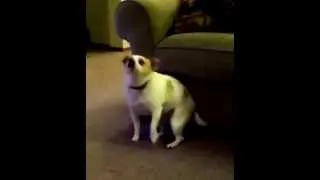 Собака прикольно танцует!