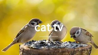고양이가 좋아하는 참새 영상😺┃고양이가 좋아하는 소리┃ bird cat videos for cats
