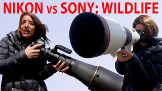 Nikon vs Sony: Wildlife Photography (D850 vs a7R III vs a9)