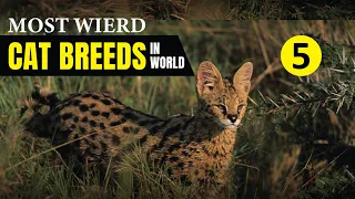 Most Wierd Cat Breeds In the World | Wild Whim