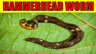 HAMMERHEAD WORM REGENERATION - Giant Regenerating ‘FREAK OF NATURE’ Worm Mistaken For A Snake