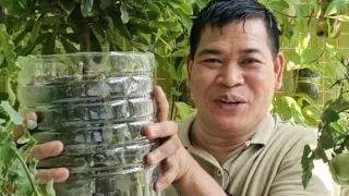 PLANT MIRACLE FRUIT BERRY SA BOTE: Lahat ng maasim magiging matamis