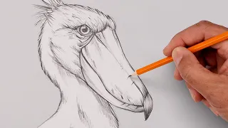 How To Draw the Shoebill Stork | Sketch Tutorial