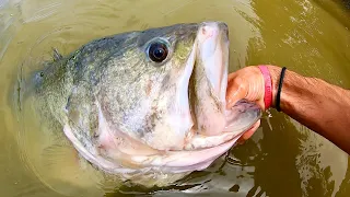 The BIGGEST URBAN BASS I’ve seen in YEARS!! (On a SWIMBAIT)