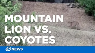Standoff between mountain lion and coyotes caught on camera